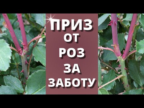 Видео: ПРОБУЖДЕНИЕ СЛЕПЫХ ПОБЕГОВ РОЗЫ! Был спящий, стал настоящий. 12 июня 2024 г.