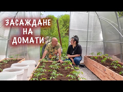 Видео: Засаждане на домати в повдигната леха в оранжерия.