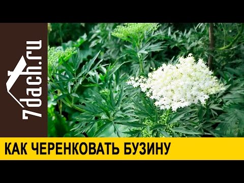 Видео: Бузина чёрная: размножение черенкованием - 7 дач