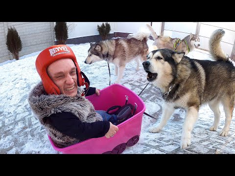 Видео: ОПАСНЫЕ ПОКАТУШКИ!  Хаски тянет сани / ЯЗЫК ПРИМЕРЗ К ЖЕЛЕЗУ