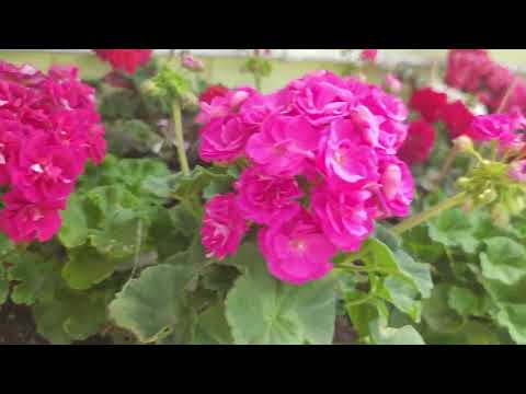 Видео: Утро, кофе, пеларгоши. Мини обзоры.