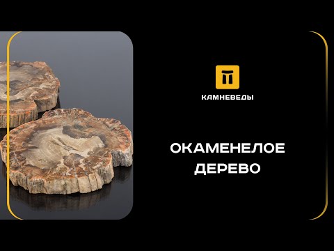 Видео: ОКАМЕНЕЛОЕ ДЕРЕВО