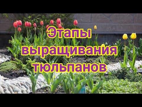 Видео: Этапы выращивания тюльпанов