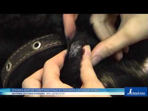 Видео: Техника взятия поверхностных и глубоких соскобов кожи