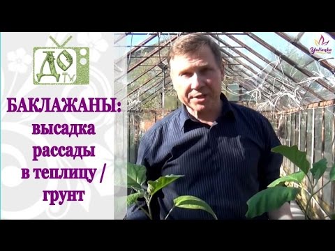Видео: БАКЛАЖАНЫ: высадка рассады в теплицу / грунт. Советы