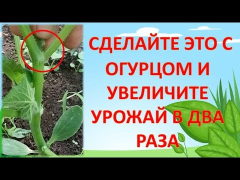 Видео: НЕ ПОДВЯЗЫВАЙТЕ ОГУРЦЫ ПОКА НЕ ПОСМОТРИТЕ ЭТО ВИДЕО!!! Как выращивать огурцы