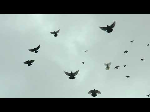Видео: НИКОЛАЕВСКИЕ ГОЛУБИ./pigeons/ БАБОЧКА 2020  (часть 1) +7(978) 820 81 45
