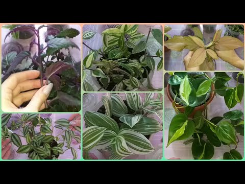 Видео: Мужчина забрал взрослые Традесканции, начинаю все с нуля🌱Филодендрон🌷Сингониум🌱Гинура🌷Размножение