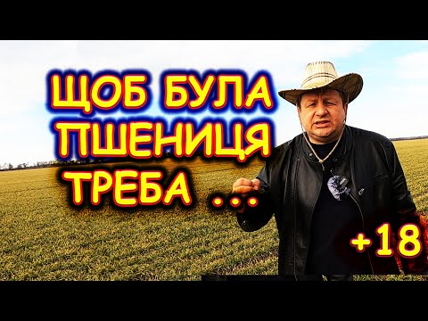 Видео: 🦻ЩО ЧЕКАЄ ТИХ🤠 ХТО НАСІЯВ 🌾ПШЕНИЦІ⁉️