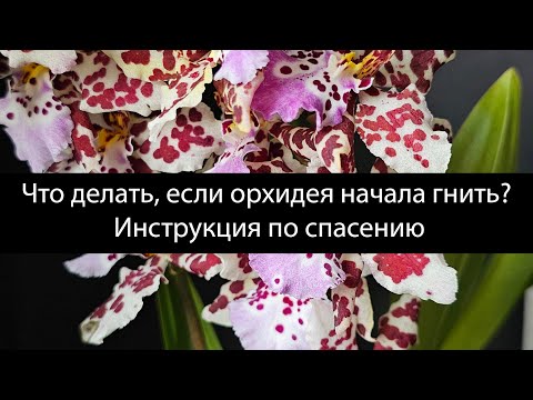 Видео: Псевдобульба орхидеи начала гнить. Как спасти орхидею?#орхидеи #пересадкаорхидей #реанимацияорхидей