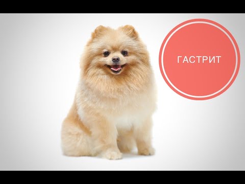 Видео: Гастрит у собак и кошек