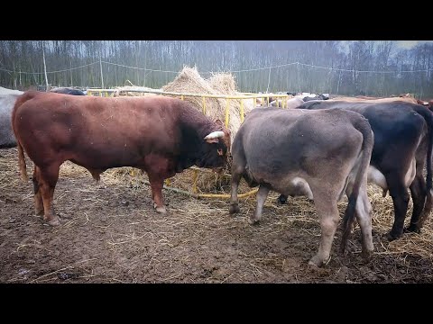 Видео: Содержание Костромской породы коров в Костромской области.