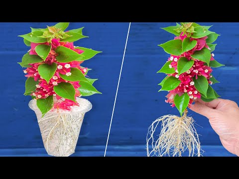 Видео: Только банановая кожура! Бугенвиллия отращивает 1000 корней даже без почвы
