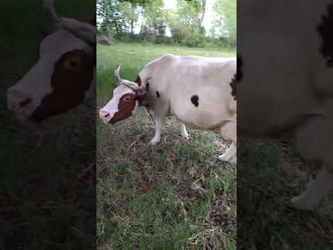 Видео: Надо ли давать комбикорм (дерть или зерно) корове , перед отелом