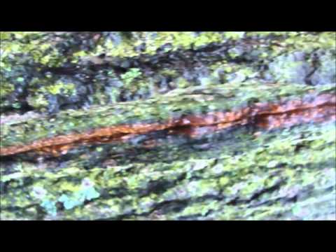 Видео: Клип Флер - Пустота