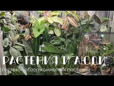 Видео: Растения и люди: Эмблеманты, антуримы, флорариумные редкости и красивая керамика.