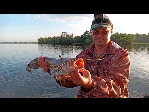 Видео: Июнь, на сома плюнь. Сом на квок. Трофей на нересте???