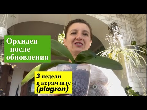 Видео: ЧЕМ РАДУЮТ ОРХИДЕИ в ОСЕННИЕ ДНИ? ПОЧЕМУ ЛУЧШЕ ОДИН ЦВЕТОНОС, ЧЕМ ДВА?