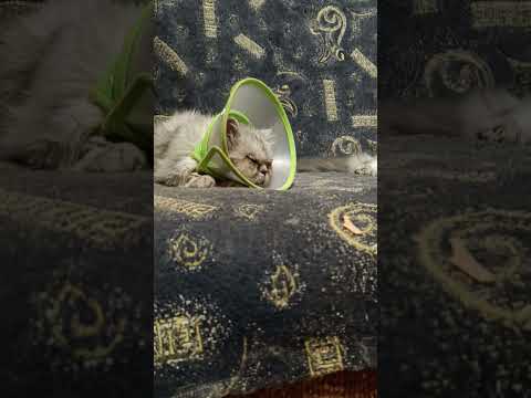 Видео: ЧТО ДЕЛАТЬ ЗАВТРА? 🙀🤷