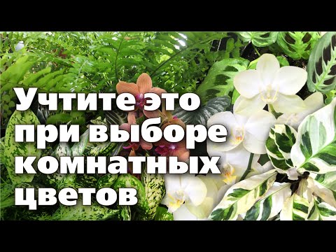 Видео: КАК ПРАВИЛЬНО ВЫБИРАТЬ ЦВЕТЫ ДЛЯ ДОМА. Советы профессионала