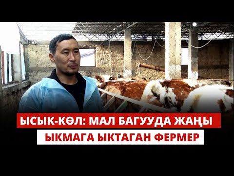 Видео: Ысык-Көл: Мал багууда жаңы ыкмага ыктаган фермер