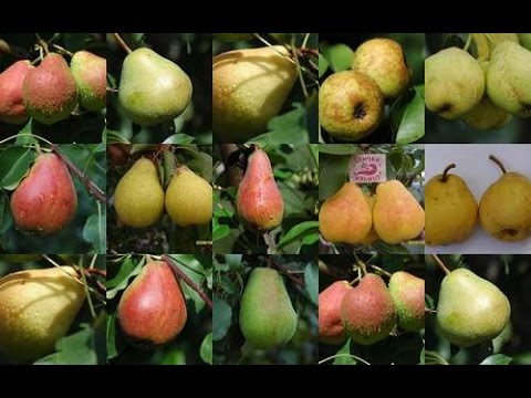 Видео: Сорта груш Pear