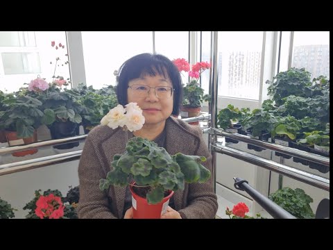 Видео: О любительской  селекции пеларгоний