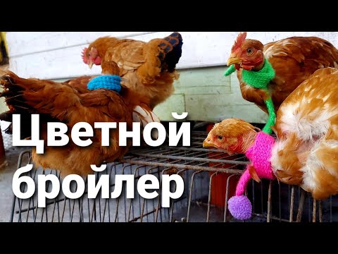 Видео: 🔶️Какого бройлера выбрать❓ / Голошейка / Редбро (Redbro)