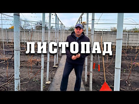 Видео: Не пропустіть. Залишився останній, але важливий місяць для винограду. План робіт на листопад