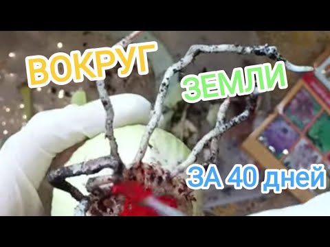 Видео: 🫣Корни за 40 дней у Гиппеаструма|Наращиваем корни у гиппеаструма