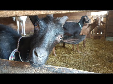 Видео: Обезроживание взрослых коз🐐