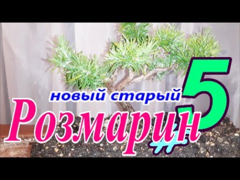 Видео: Новый Розмарин #5 Ноябрь 2025