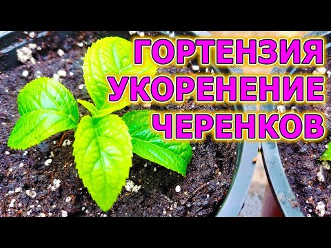 Видео: Размножение гортензии черенками легко и просто. Как размножить гортензию черенками. Гортензия.