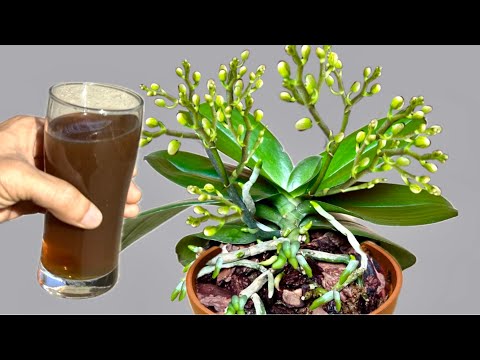 Видео: Просто налейте чашку! Орхидея сразу же пускает новые корни и соцветия.