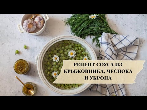 Видео: РЕЦЕПТ СОУСА ИЗ КРЫЖОВНИКА С ЧЕСНОКОМ И УКРОПОМ. ИДЕАЛЬНОЕ ДОПОЛНЕНИЕ К СЫРУ И МЯСУ.