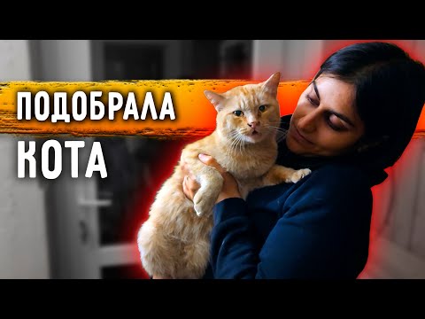 Видео: Тошка кричал о помощи и спустя время я его забрала с холодной заправки. У Вилли воспалился шов.