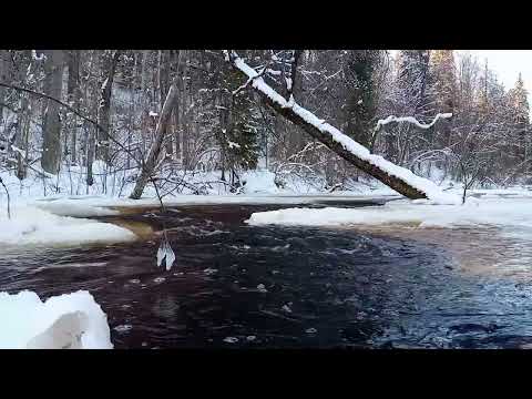 Видео: Расслабуха в глуши 🚲🌲 🔥☕😃🌲