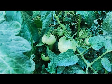 Видео: Поддържаща грижа за доматите на открито