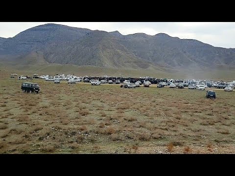 Видео: Балканабад Турнир Тест Испытаний обзор наших собак! Туркменский Алабай Central Asian Dogs Alabai