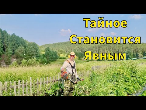 Видео: Приехали на заимку | Все тайное становится явным | Обзор ягодного поля