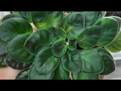 Видео: Фиалка. Загущение розетки.
