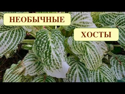 Видео: ХОСТЫ С НЕОБЫЧНЫМИ ЛИСТЬЯМИ И АРОМАТНЫМ ЦВЕТЕНИЕМ.