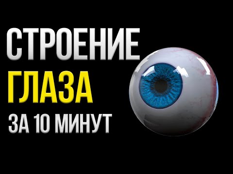 Видео: Строение глаза лучшее объяснение за 10 минут | ЕГЭ Биология | Глеб Мендель