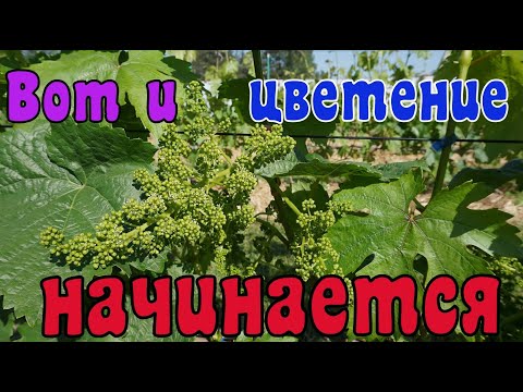 Видео: Виноград. Колпачок слетел, обработку провел !