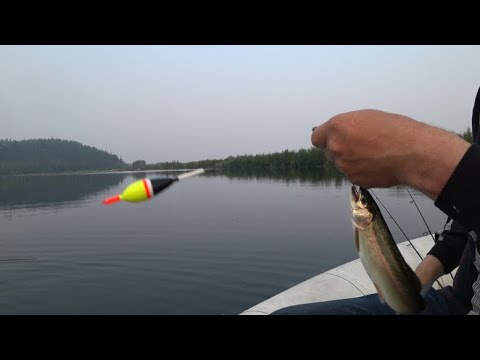 Видео: Форель.Ловля на снасть со скользящим поплавком.
