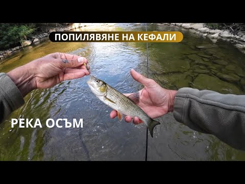 Видео: ПОПИЛЯХ КЕФАЛИТЕ НА РЕКА ОСЪМ