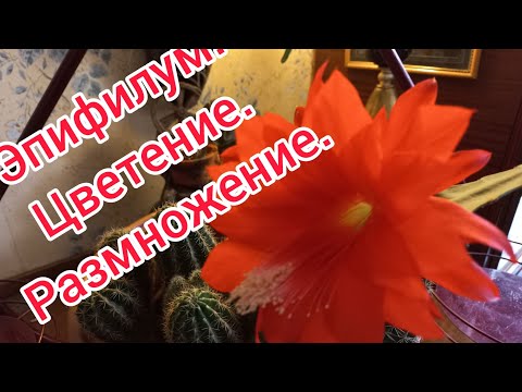 Видео: ЭПИФИЛУМ.ЦВЕТЕНИЕ.РАЗМНОЖЕНИЕ.