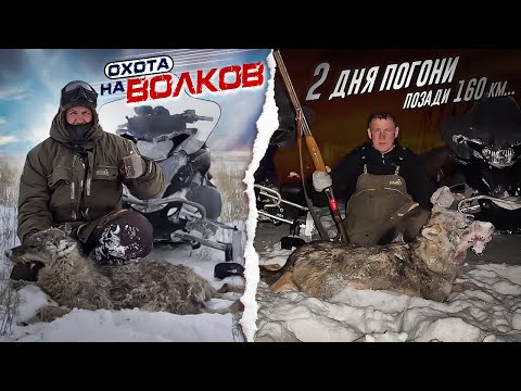 Видео: Охота на волков! 2 дня погони 160км.Hunting Wolves