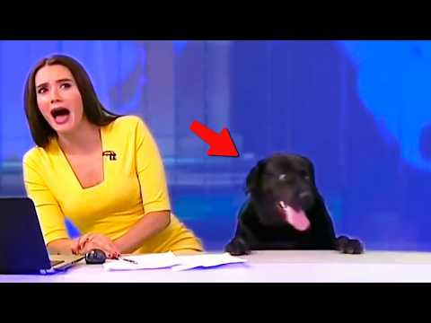 Видео: КОГДА РАБОТАТЬ ПРОСТО НЕВОЗМОЖНО😹ЛУЧШИЕ ВИДЕО С ЖИВОТНЫМИ 2025