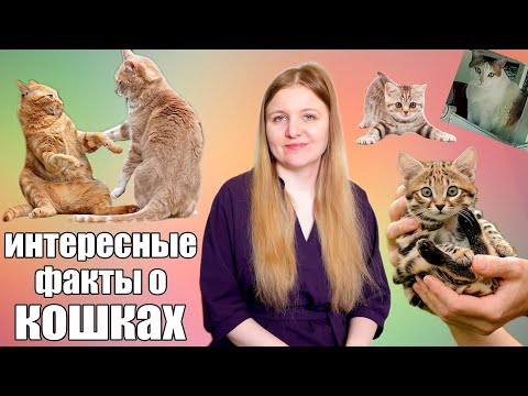 Видео: 5 интересных фактов о кошках
